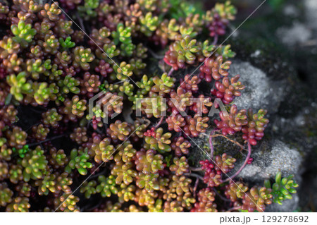 close-up of the texture of the Sedum Oreganum plant in the garden 129278692