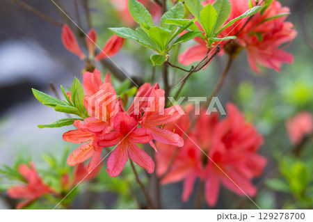 close-up of a beautiful pink Japanese rhododendron pink flower in the garden 129278700