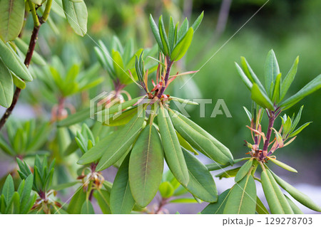 close up of beautiful Rhododendron leaves in the garden 129278703