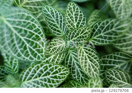 close-up of the texture of a Fittonia plant leaf 129278708