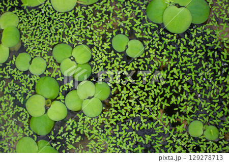 leaves of LIMNOBIUM SPONGE on the surface of the pond leaves of LIMNOBIUM SPONGE on the surface of the pond 129278713