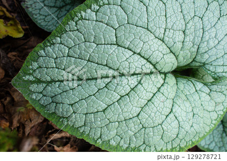 close-up of the texture of a Bruner plant leaf close-up of the texture of a Bruner plant leaf 129278721