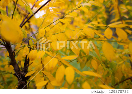 close-up of beautiful yellowed leaves on a tree in autumn close-up of beautiful yellowed leaves on a tree in autumn 129278722