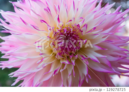close up of a beautiful Dahlias flower in the garden close up of a beautiful Dahlias flower in the garden 129278725