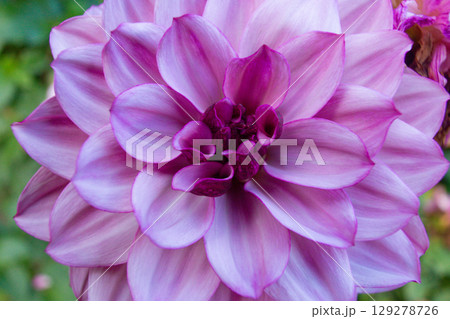 close up of a beautiful Dahlias flower in the garden close up of a beautiful Dahlias flower in the garden 129278726