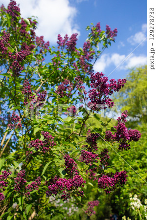 close up of beautiful purple lilac flowers in the garden 129278738