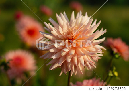 close up of a beautiful Dahlias flower in the garden 129278763