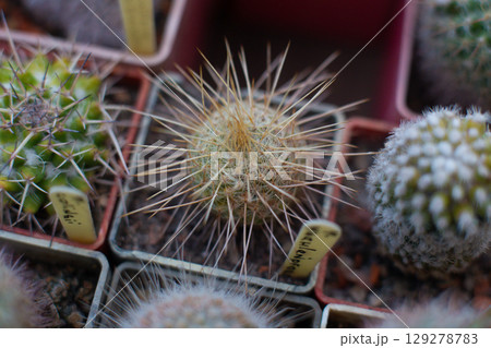 many different beautiful decorative cacti grow in the greenhouse 129278783