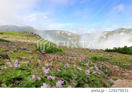 北海道の山 大雪山 黒岳から黒岳石室への登山道 イワブクロの花 北海岳と間宮岳と北鎮岳を望む 北海道の山 大雪山 黒岳から黒岳石室への登山道 イワブクロの花 北海岳と間宮岳と北鎮岳を望む 129278831