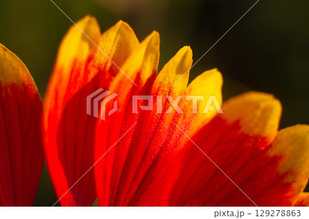 close up of a beautiful Hailardia flower in the garden 129278863