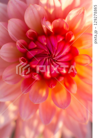 close up of a beautiful Dahlias flower in the garden close up of a beautiful Dahlias flower in the garden 129278865