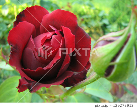beautiful red rose growing in the garden beautiful red rose growing in the garden 129278912