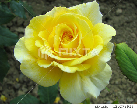 beautiful yellow rose growing in the garden beautiful yellow rose growing in the garden 129278913