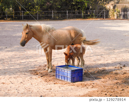 beautiful horse family with cub in the zoo beautiful horse family with cub in the zoo 129278914