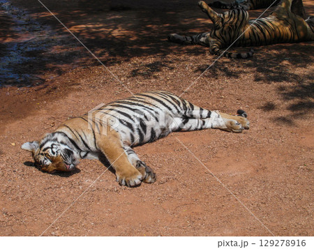 a beautiful big tiger is resting and walking around the zoo 129278916