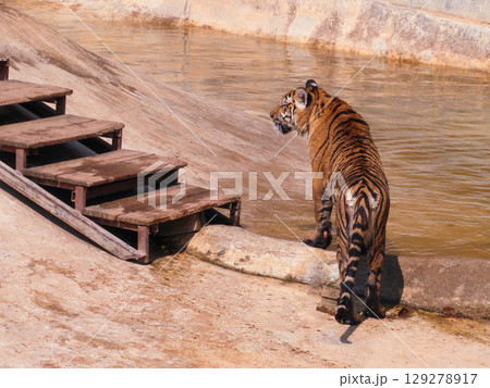 a beautiful big tiger is playing in a pool of water in a zoo a beautiful big tiger is playing in a pool of water in a zoo 129278917