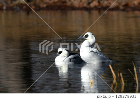 冬に公園の池や湖で出会える白と黒のコントラストが美しい身近な美しい野鳥、カモの仲間のミコアイサ 冬に公園の池や湖で出会える白と黒のコントラストが美しい身近な美しい野鳥、カモの仲間のミコアイサ 129278933