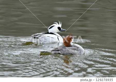 冬に公園の池や湖で出会える白と黒のコントラストが美しい身近な美しい野鳥、カモの仲間のミコアイサ 冬に公園の池や湖で出会える白と黒のコントラストが美しい身近な美しい野鳥、カモの仲間のミコアイサ 129278935
