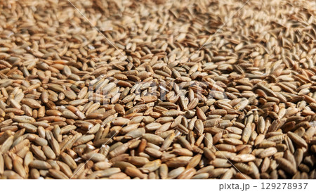 Close-up view of a textured surface covered in various seeds, showcasing their natural colors and shapes, emphasizing organic farming and agricultural practices for sustainable living 129278937
