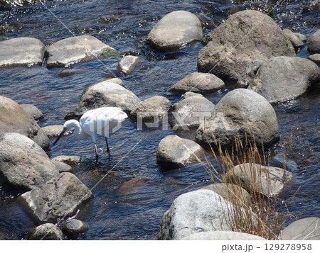 川の上を歩くシラサギ 川の上を歩くシラサギ 129278958