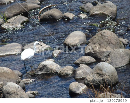 川の上を歩くシラサギ 129278959