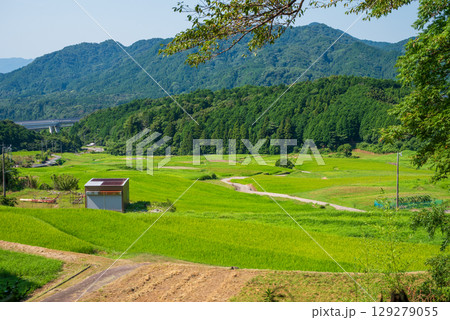 夏の坂本棚田（三重県 亀山市） 129279055