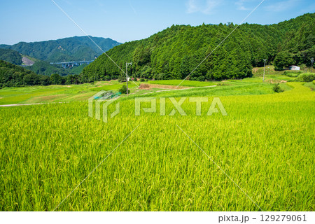夏の坂本棚田(三重県 亀山市) 夏の坂本棚田(三重県 亀山市) 129279061