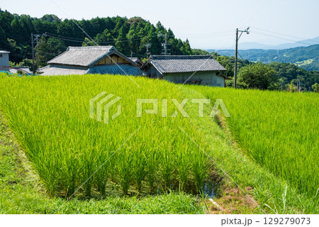 夏の坂本棚田(三重県 亀山市) 夏の坂本棚田(三重県 亀山市) 129279073