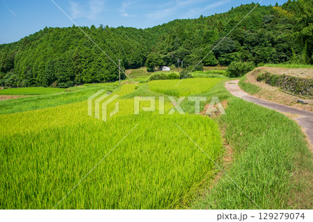 夏の坂本棚田（三重県 亀山市） 129279074