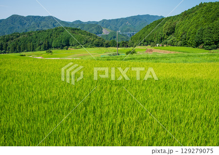 夏の坂本棚田（三重県 亀山市） 129279075