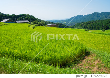 夏の坂本棚田(三重県 亀山市) 夏の坂本棚田(三重県 亀山市) 129279078