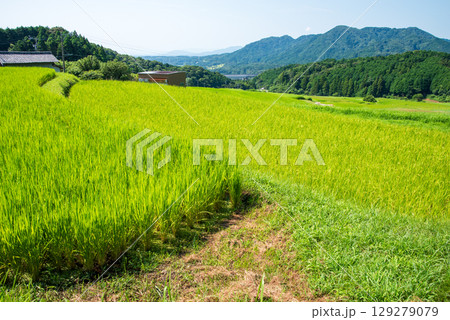 夏の坂本棚田(三重県 亀山市) 夏の坂本棚田(三重県 亀山市) 129279079