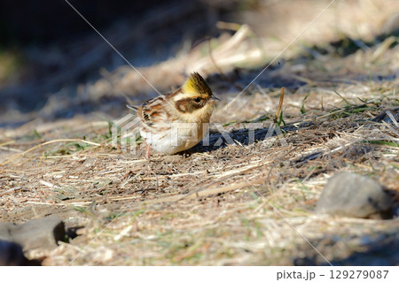 公園や雑木林で冬から春に出会える、鮮やかな黄色と黒が美しい身近な野鳥ミヤマホオジロ 公園や雑木林で冬から春に出会える、鮮やかな黄色と黒が美しい身近な野鳥ミヤマホオジロ 129279087