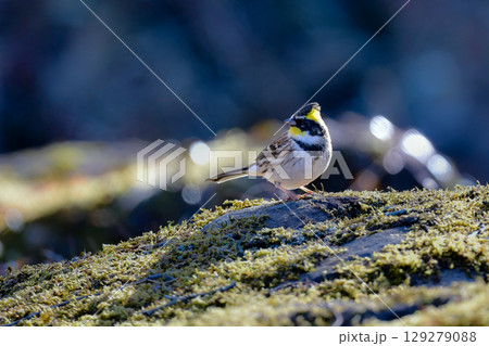公園や雑木林で冬から春に出会える、鮮やかな黄色と黒が美しい身近な野鳥ミヤマホオジロ 129279088