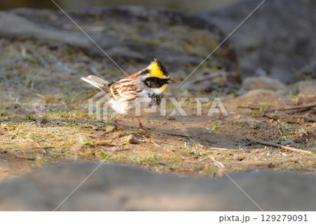 公園や雑木林で冬から春に出会える、鮮やかな黄色と黒が美しい身近な野鳥ミヤマホオジロ 129279091