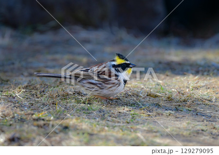 公園や雑木林で冬から春に出会える、鮮やかな黄色と黒が美しい身近な野鳥ミヤマホオジロ 公園や雑木林で冬から春に出会える、鮮やかな黄色と黒が美しい身近な野鳥ミヤマホオジロ 129279095