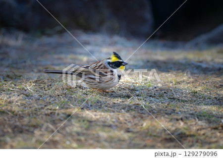 公園や雑木林で冬から春に出会える、鮮やかな黄色と黒が美しい身近な野鳥ミヤマホオジロ 129279096