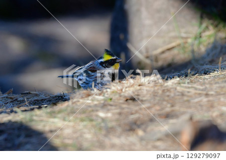 公園や雑木林で冬から春に出会える、鮮やかな黄色と黒が美しい身近な野鳥ミヤマホオジロ 公園や雑木林で冬から春に出会える、鮮やかな黄色と黒が美しい身近な野鳥ミヤマホオジロ 129279097