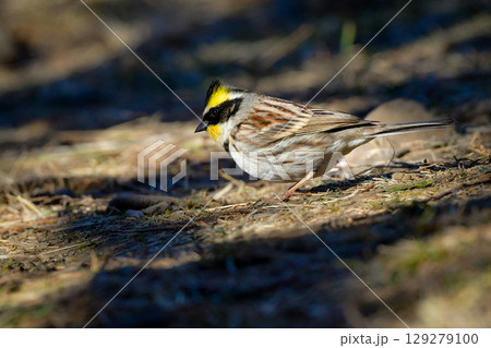 公園や雑木林で冬から春に出会える、鮮やかな黄色と黒が美しい身近な野鳥ミヤマホオジロ 公園や雑木林で冬から春に出会える、鮮やかな黄色と黒が美しい身近な野鳥ミヤマホオジロ 129279100