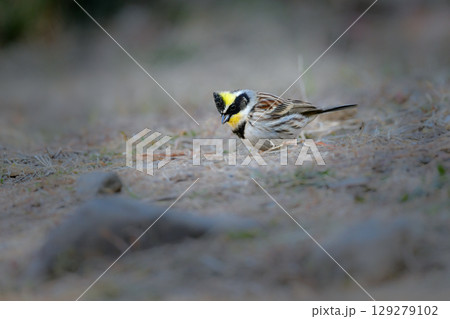 公園や雑木林で冬から春に出会える、鮮やかな黄色と黒が美しい身近な野鳥ミヤマホオジロ 公園や雑木林で冬から春に出会える、鮮やかな黄色と黒が美しい身近な野鳥ミヤマホオジロ 129279102
