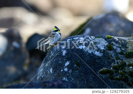 公園や雑木林で冬から春に出会える、鮮やかな黄色と黒が美しい身近な野鳥ミヤマホオジロ 公園や雑木林で冬から春に出会える、鮮やかな黄色と黒が美しい身近な野鳥ミヤマホオジロ 129279105