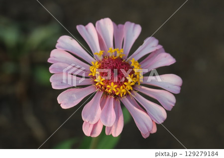 夏の庭に咲く薄桃色のヒャクニチソウの花 129279184