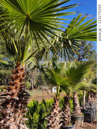 beautiful large tropical palm trees grow on the coast 129279204