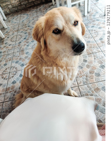 sad hungry dog looks at man asking for food or help sad hungry dog looks at man asking for food or help 129279211