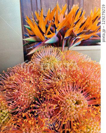 close-up of a beautiful flowerLeucospermum cordifolium in the garden close-up of a beautiful flowerLeucospermum cordifolium in the garden 129279219