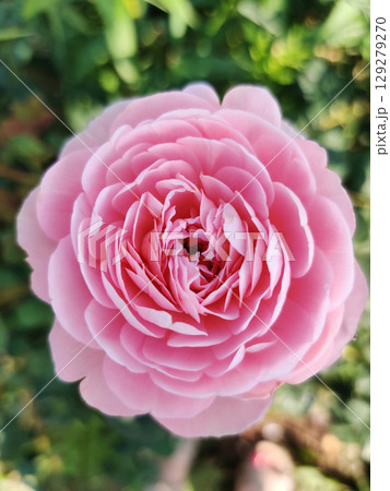 beautiful pink rose growing in the garden beautiful pink rose growing in the garden 129279270
