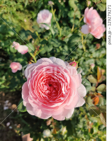 beautiful pink rose growing in the garden 129279271