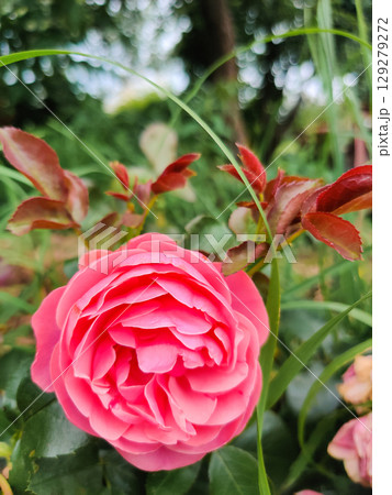 beautiful pink rose growing in the garden beautiful pink rose growing in the garden 129279272