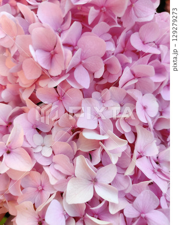close-up of beautiful pink flowers of Large-leaved hydrangea close-up of beautiful pink flowers of Large-leaved hydrangea 129279273