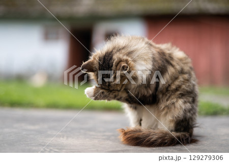 a beautiful fluffy cat washes itself in the yard a beautiful fluffy cat washes itself in the yard 129279306